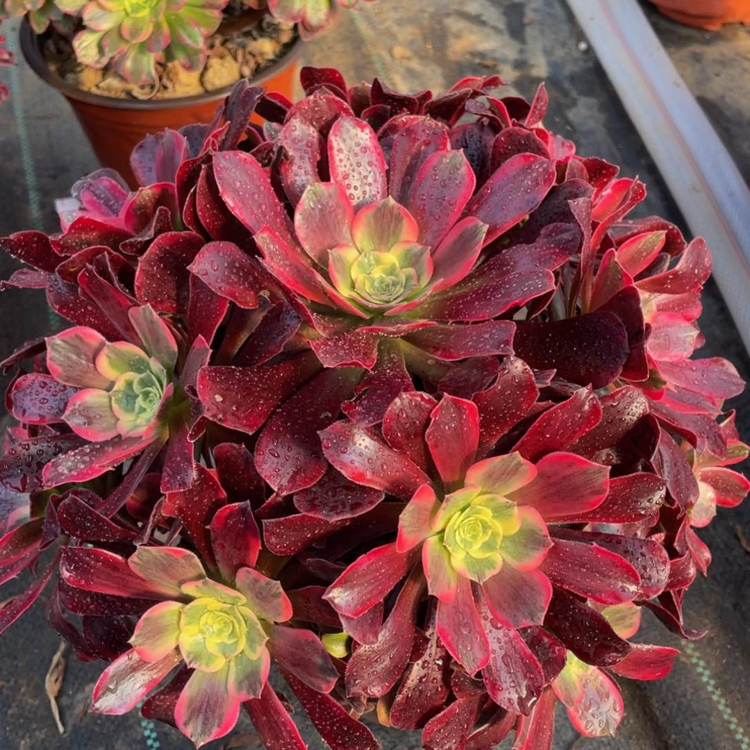 084凤冠精品法师多肉