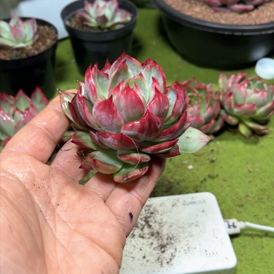 飞*惊鸿仙子多肉植物2008