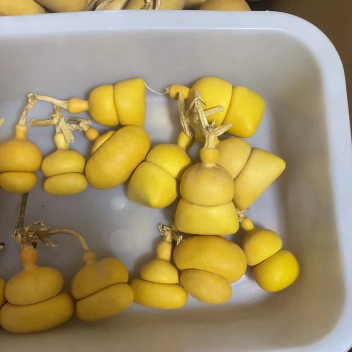 ****菇哈哈哈哈好喜欢葫芦