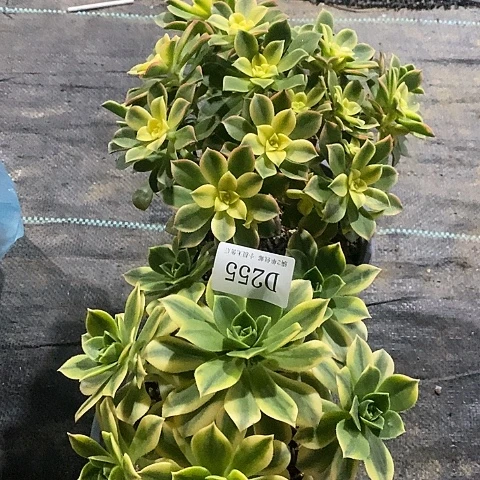 255星爆艳日辉多肉2颗