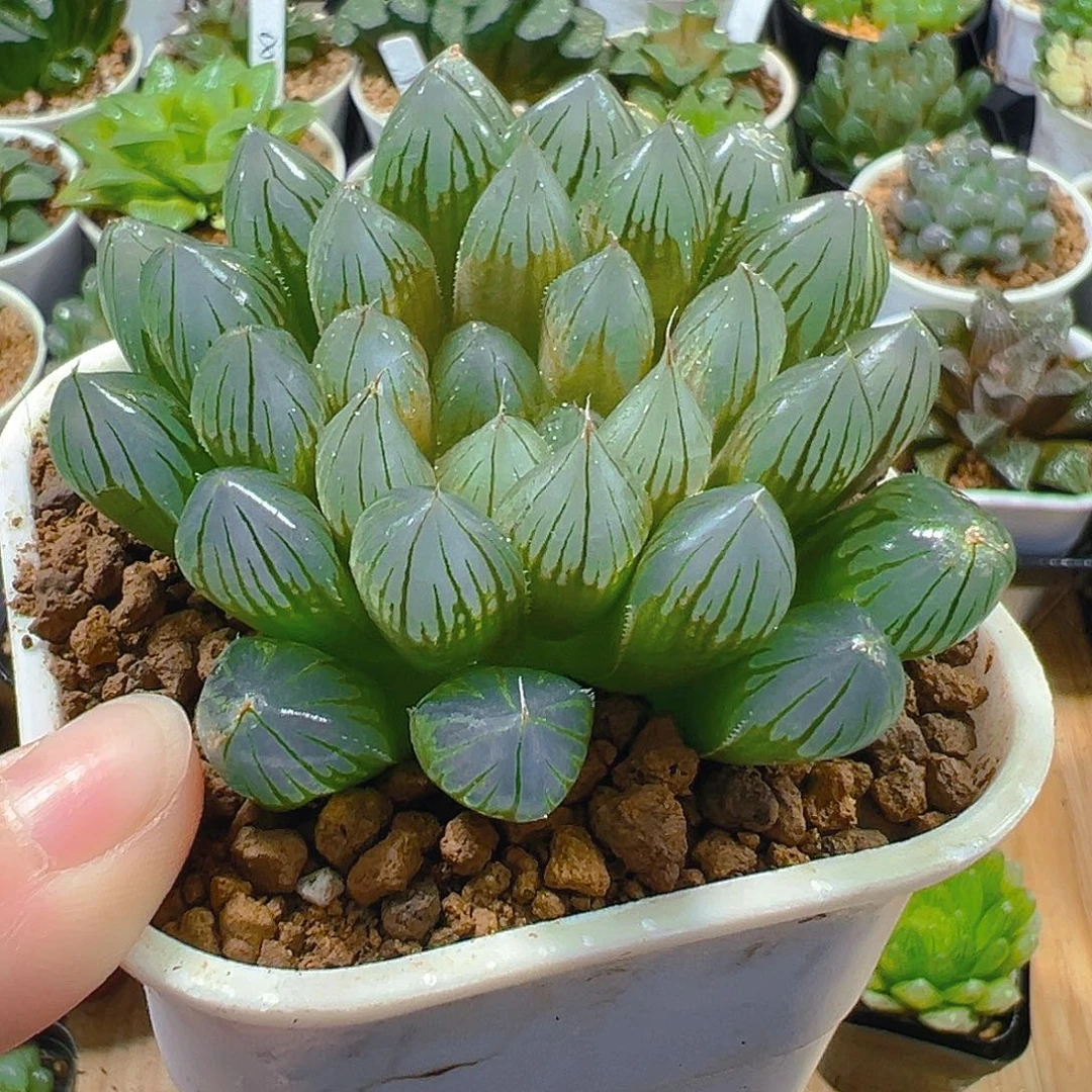 万象盆黑姬玉露多肉植物一颗