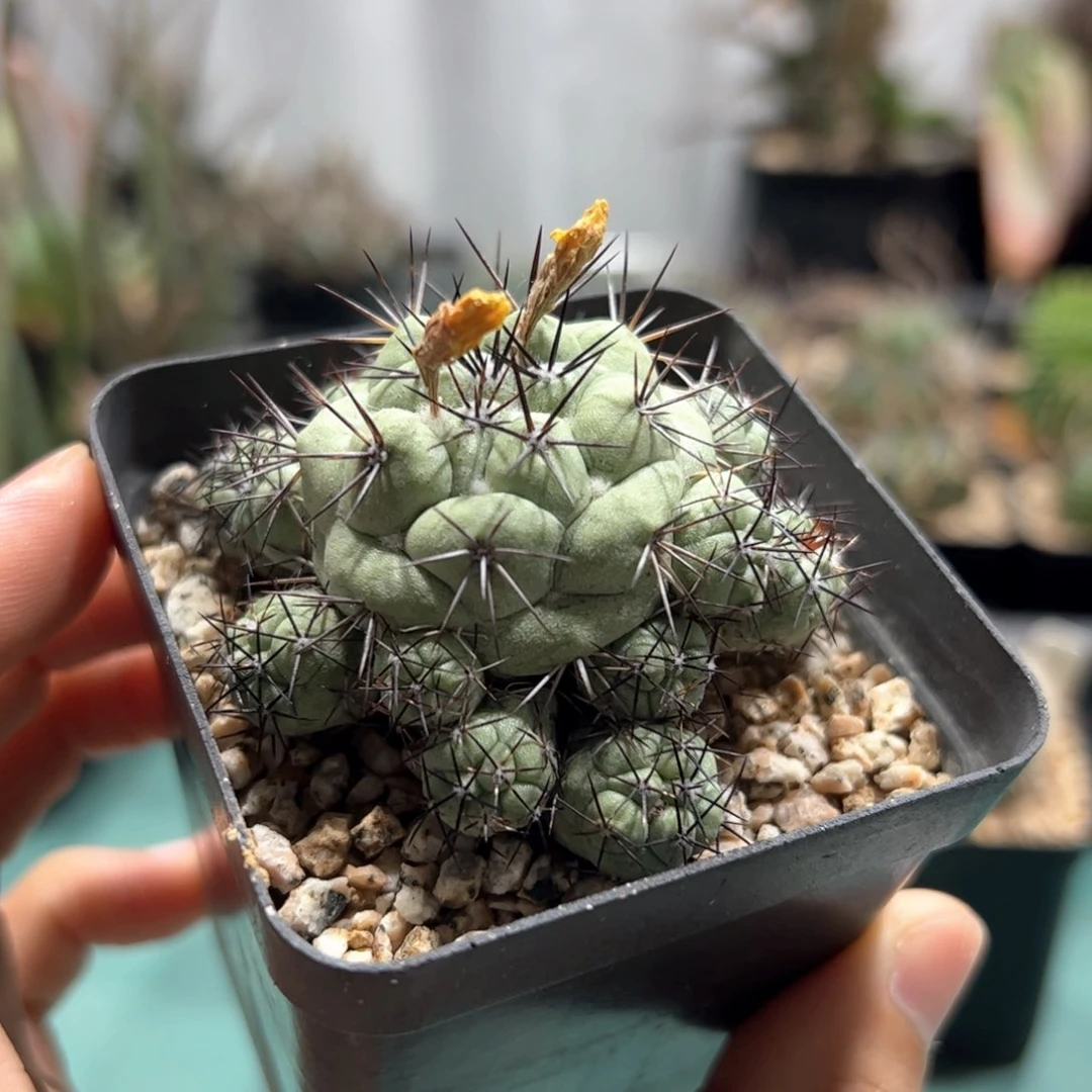 帝王丸群生 侧芽繁殖脱土发货