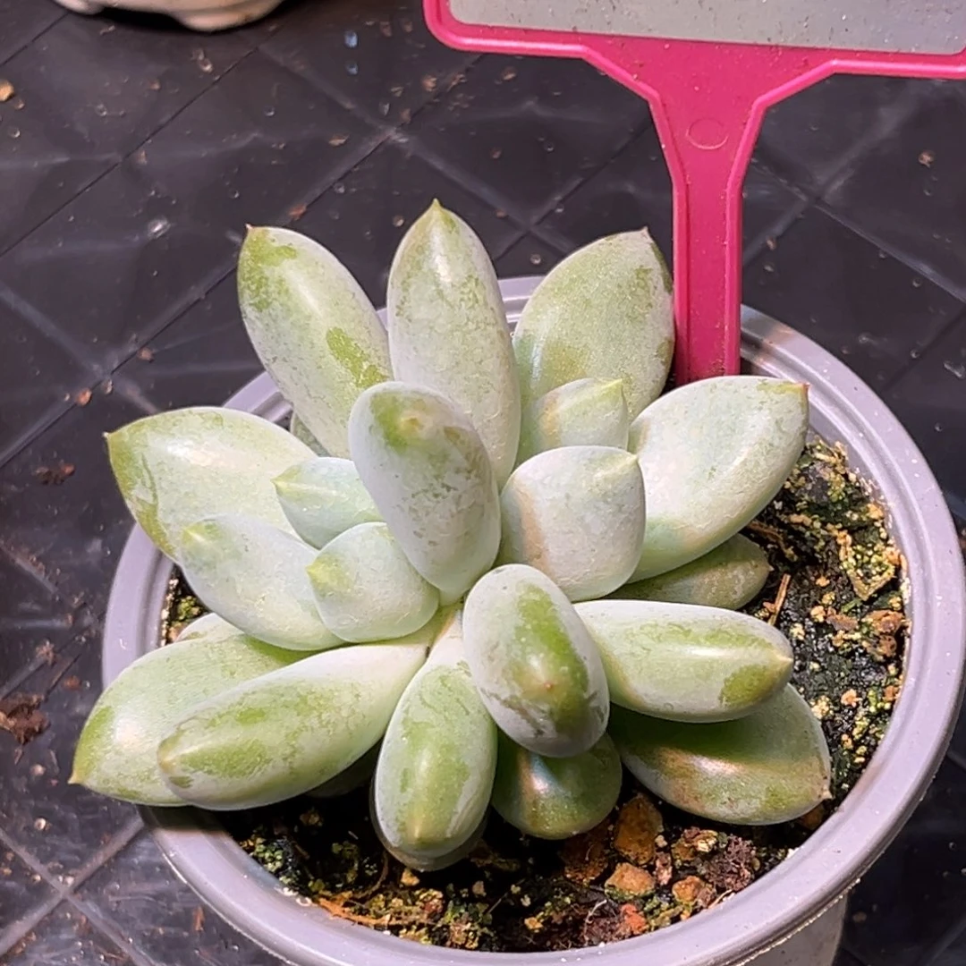 多肉植物胖体哥特229