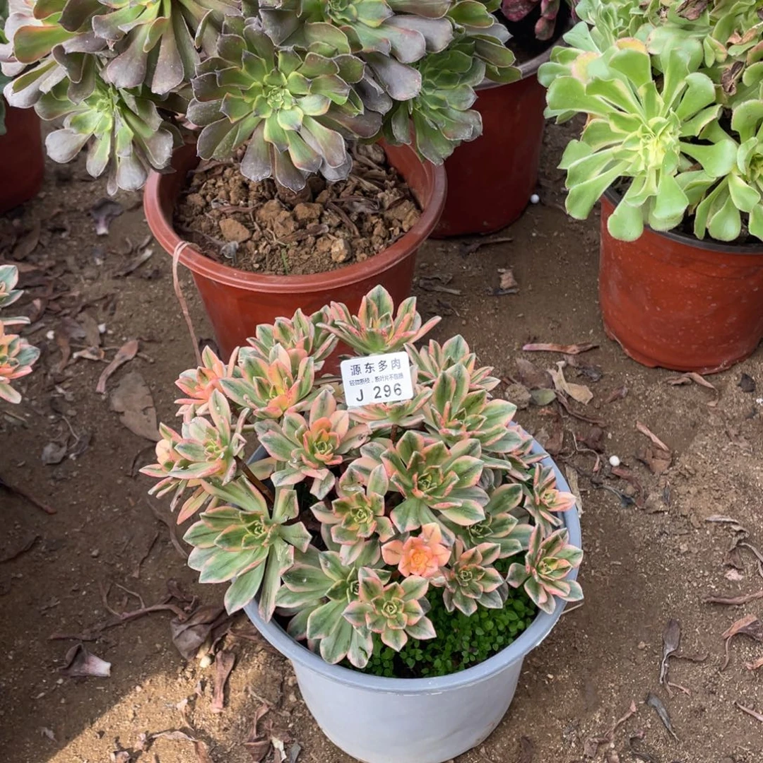 296甜茶多肉法师断枝不包