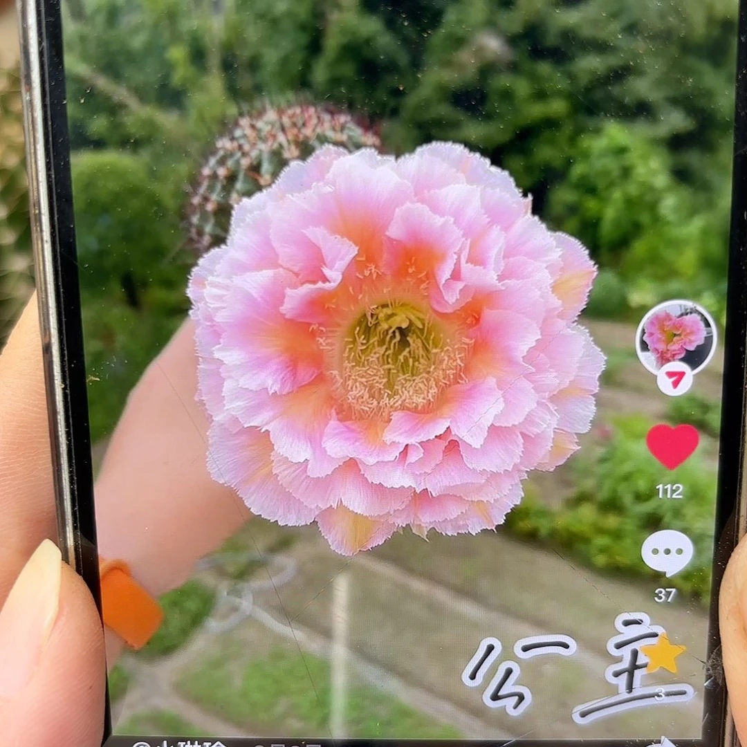 彩草公主+9号两颗球有瑕