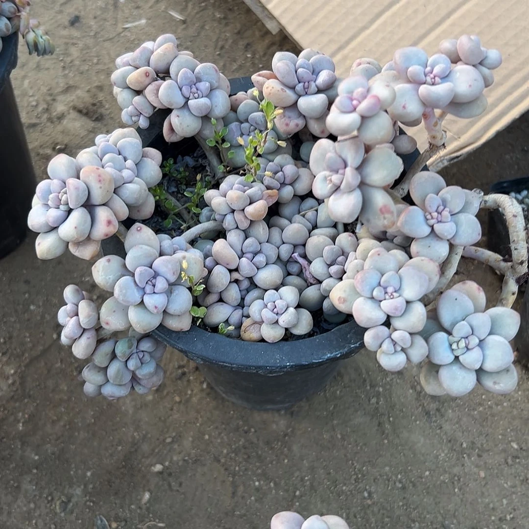 夏***糖多肉植物多肉植物