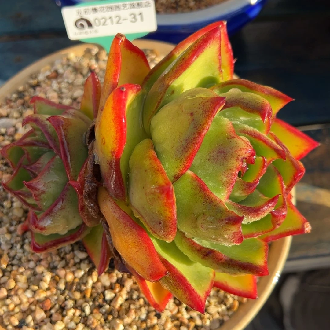 从前慢多肉精选编号0212.31