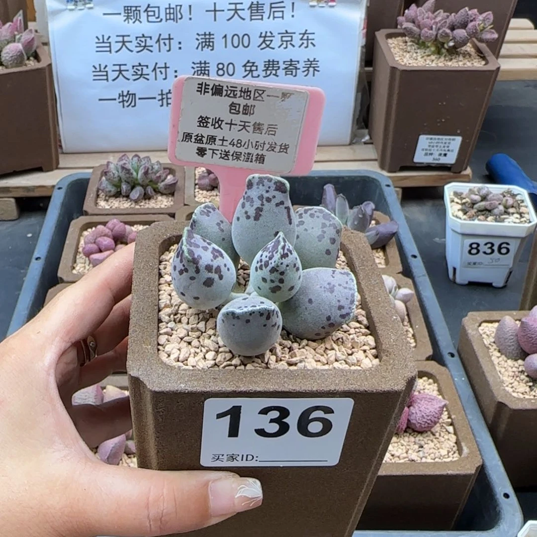 卿*136丸叶海豹多肉植物