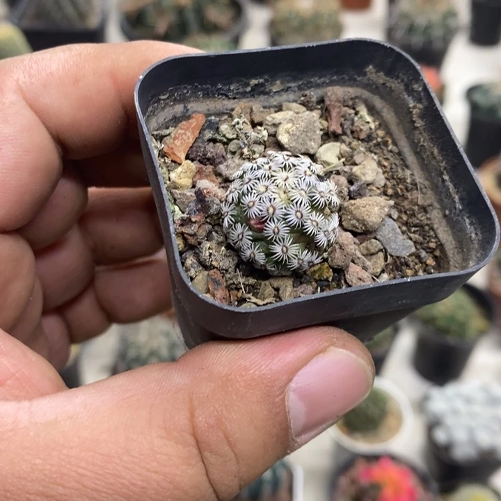 实生克氏丸特价福利