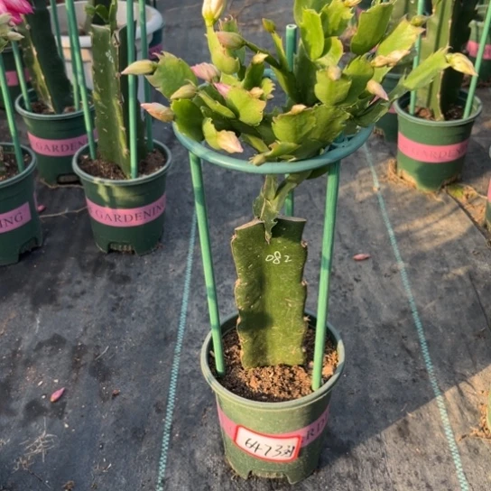 082蟹爪兰尾号6473