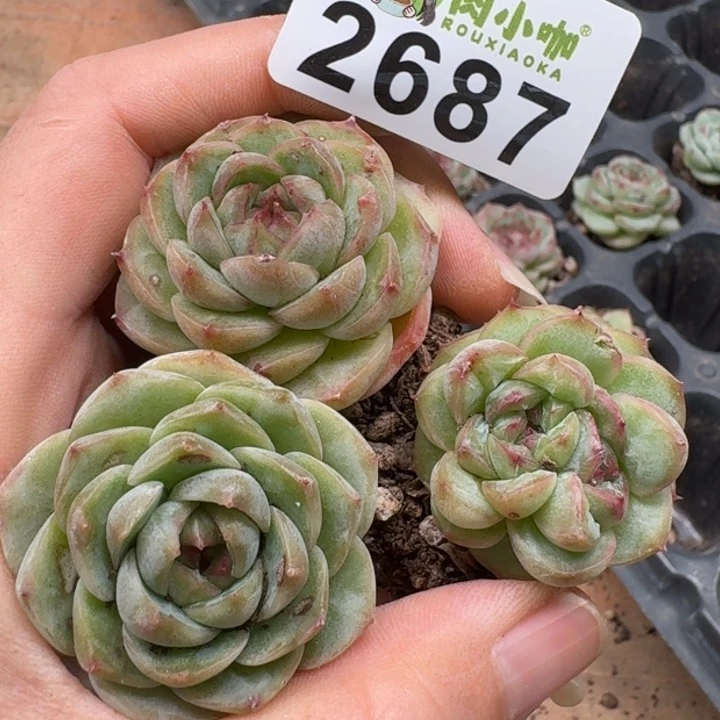 无花朵多肉植物多肉植物