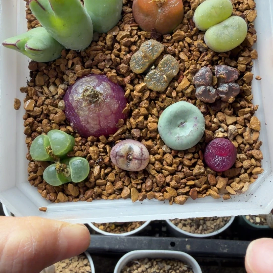 一整盒精品肉锥彩套