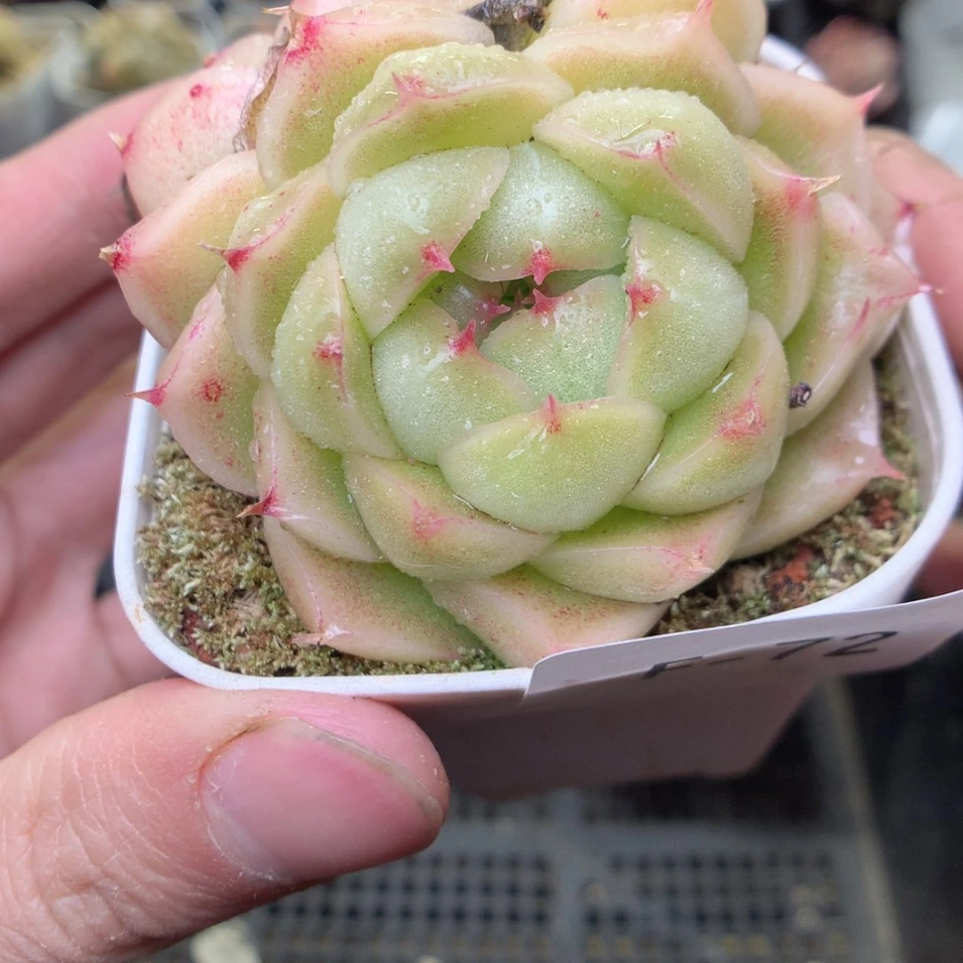 F72y y y y y y y y y y t t