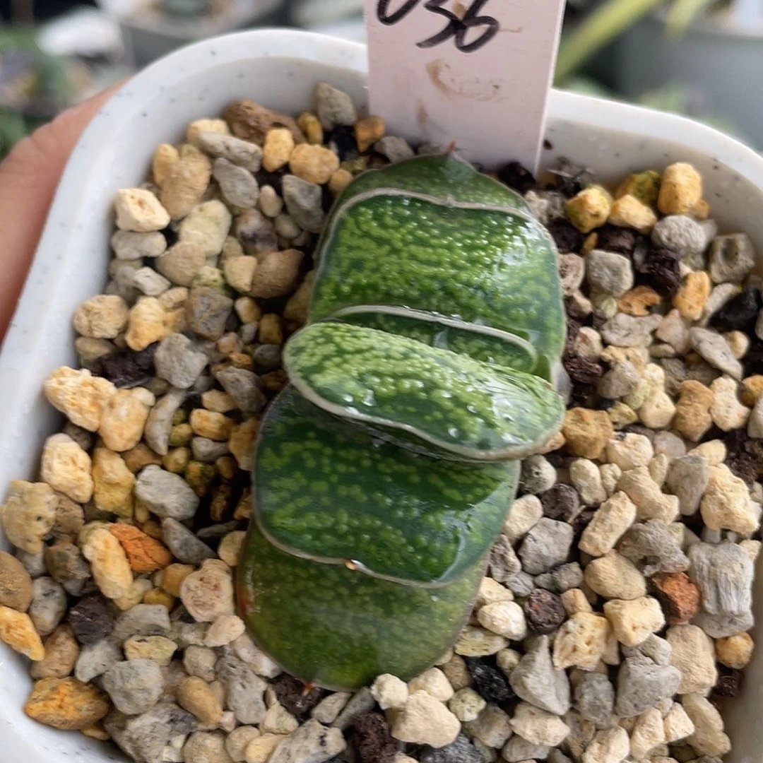 036脱土发货1111111