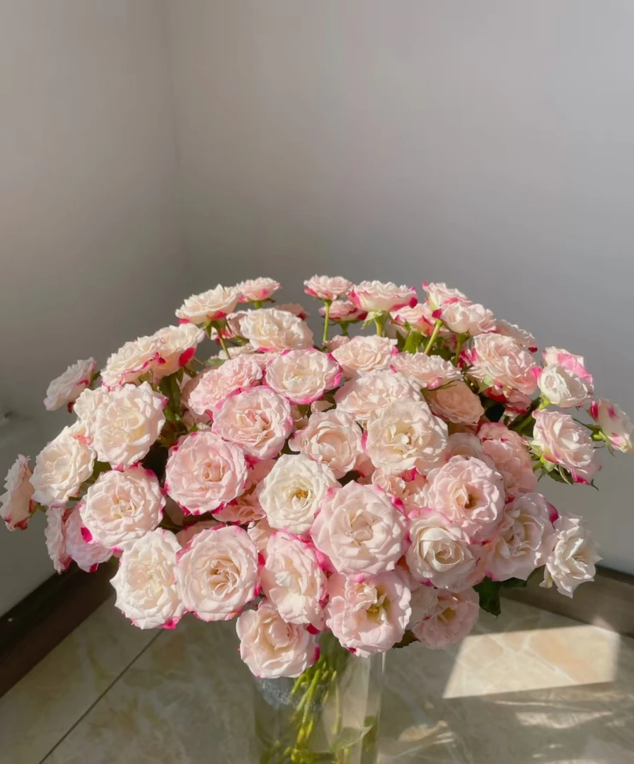 【万紫专属】折射多头10支