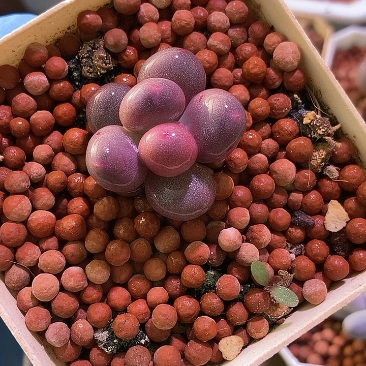 彩虹奶酪锦基因多肉