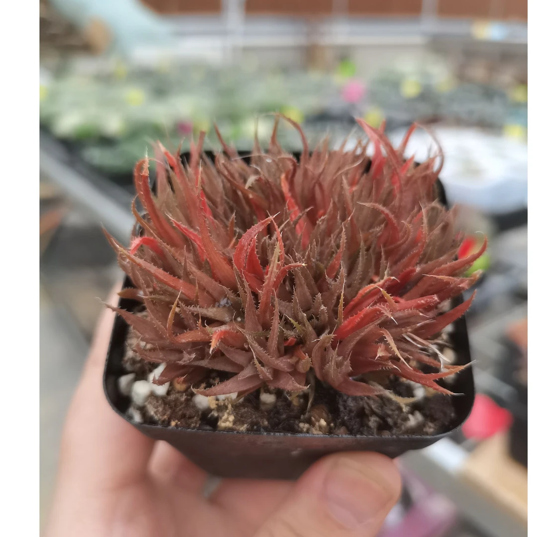 【33】十二卷类绿植多肉盆栽硬叶章鱼冠幅5-6公分带盆带土一株包邮