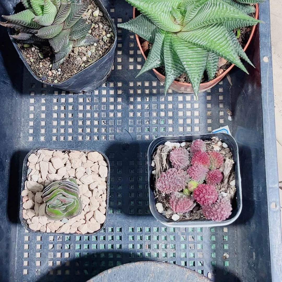 硬叶系列新手好养