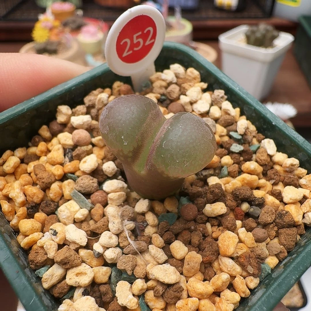 多肉植物福利风铃252