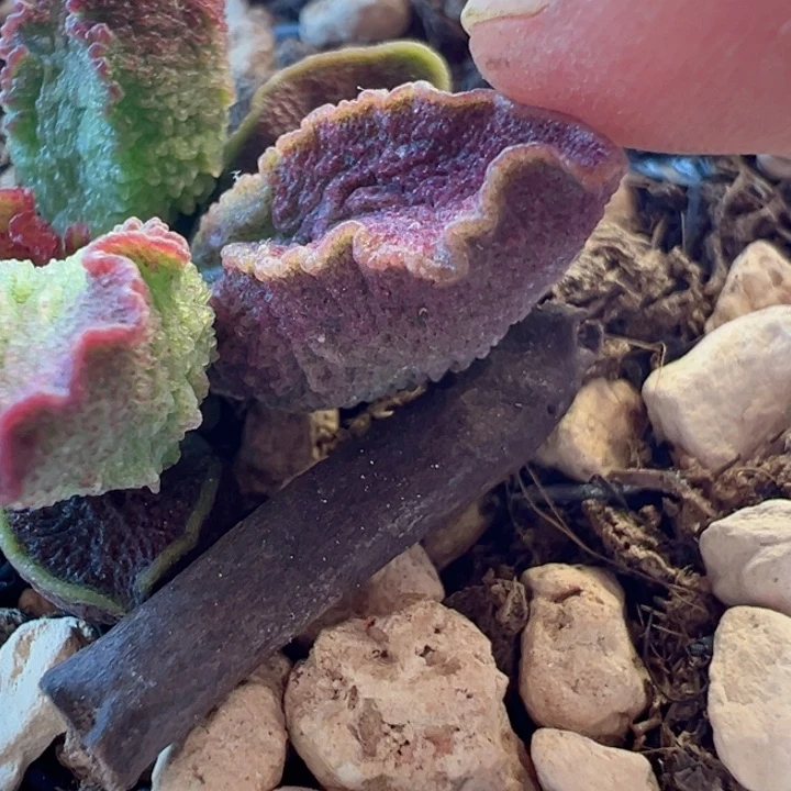 其*?可以说是我的最爱