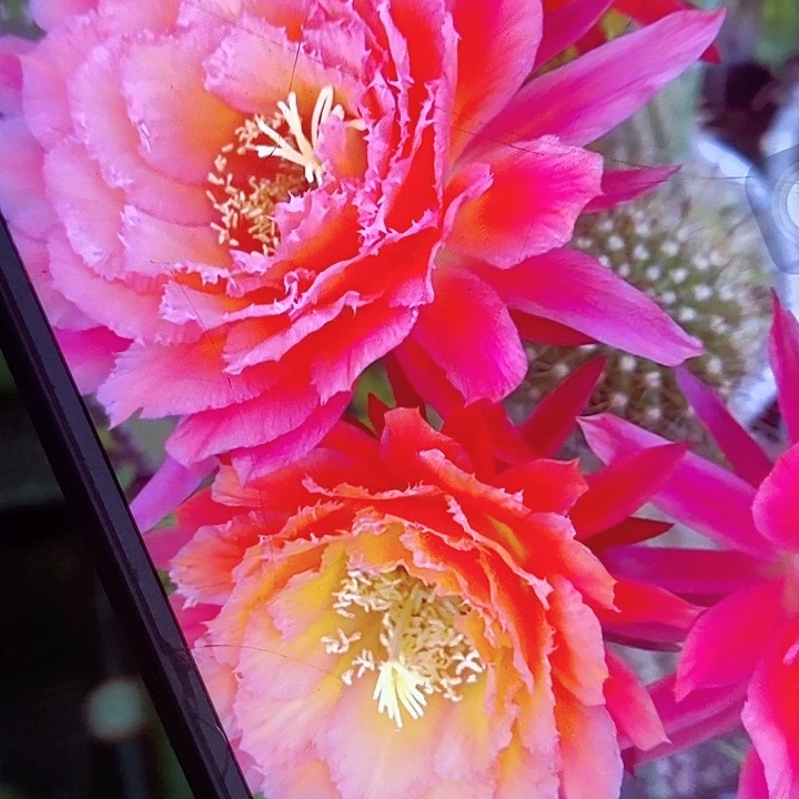 牛牛带根6公分毛花柱