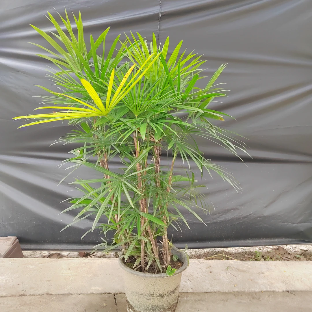 观叶棕竹 耐阴易活 家居装饰优选 一物一拍 已实物为准