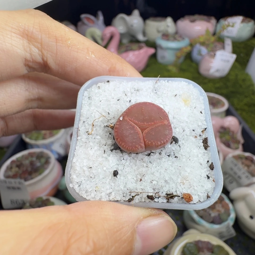 多肉植物福利冲864