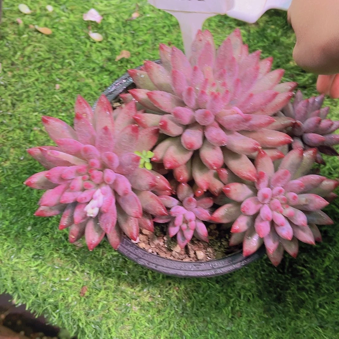 海***园虞美人Ａ871号一颗一物一拍