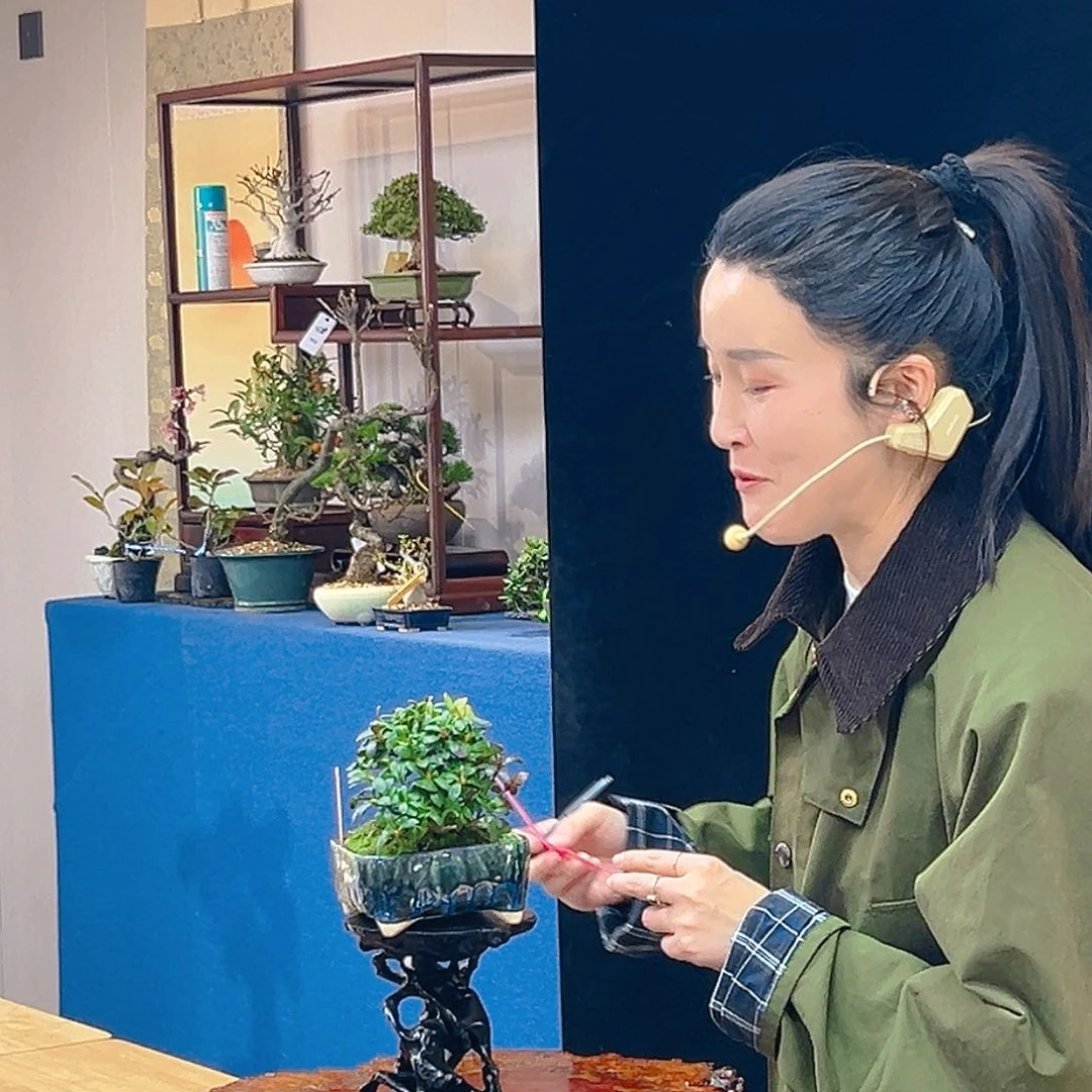 杂木盆景红姬一物一拍