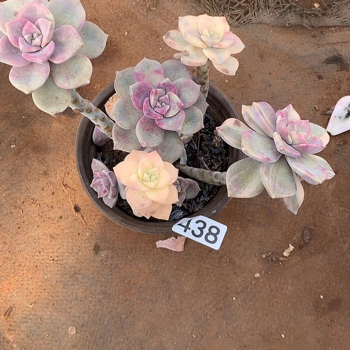 438紫乐锦 一物一拍多肉