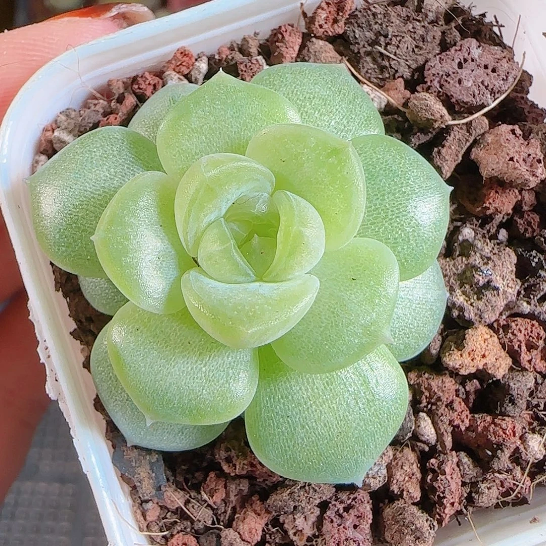 1107---58玉瑶一物一拍