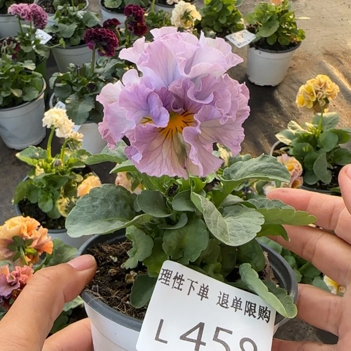 无花朵L458小苗默认苗晃零下5勿拍