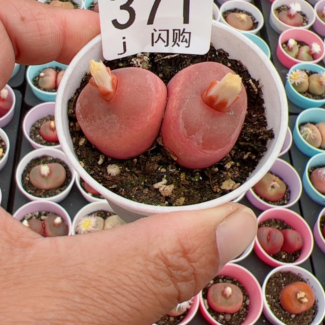 无花朵桃****）我很喜欢这个J371