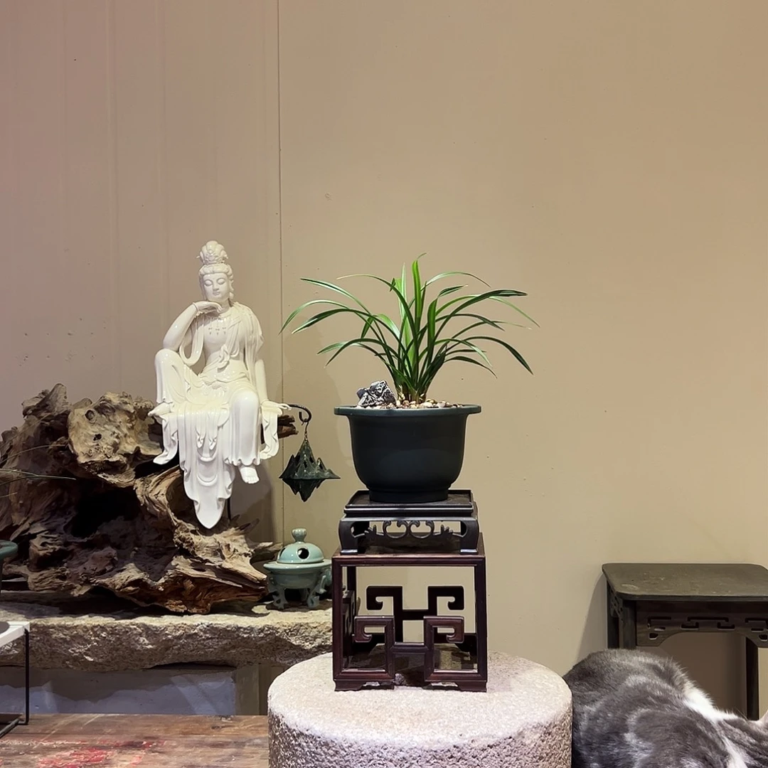 大部分花苞少量开放黄金牡丹