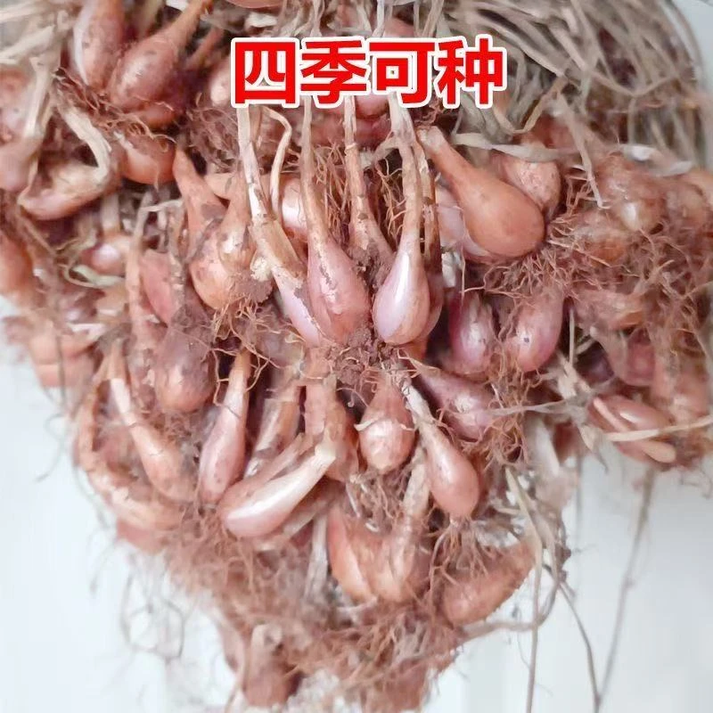 广东湛江白铁杆小香葱种子四季易种植阳台盆栽葱头葱种批发