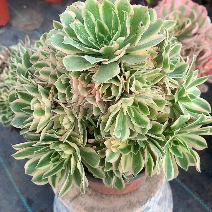 777艳凝多肉植物