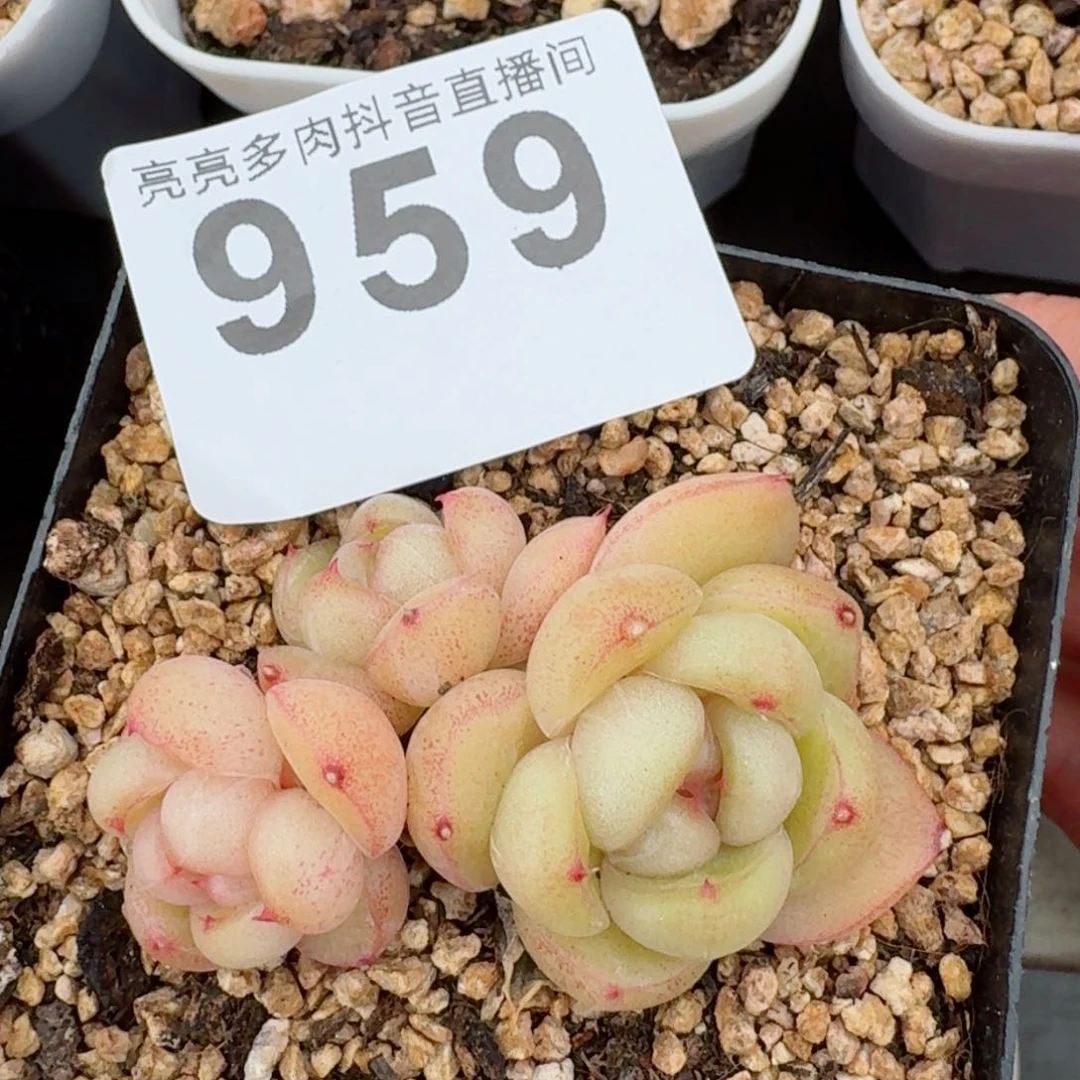 一**鹅莱拉珍妮         精品多肉