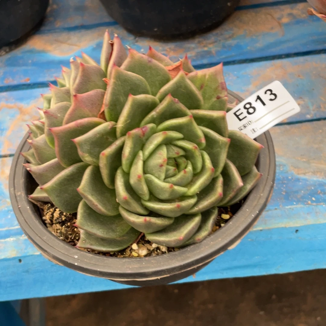 无花朵若如东云组拍E813