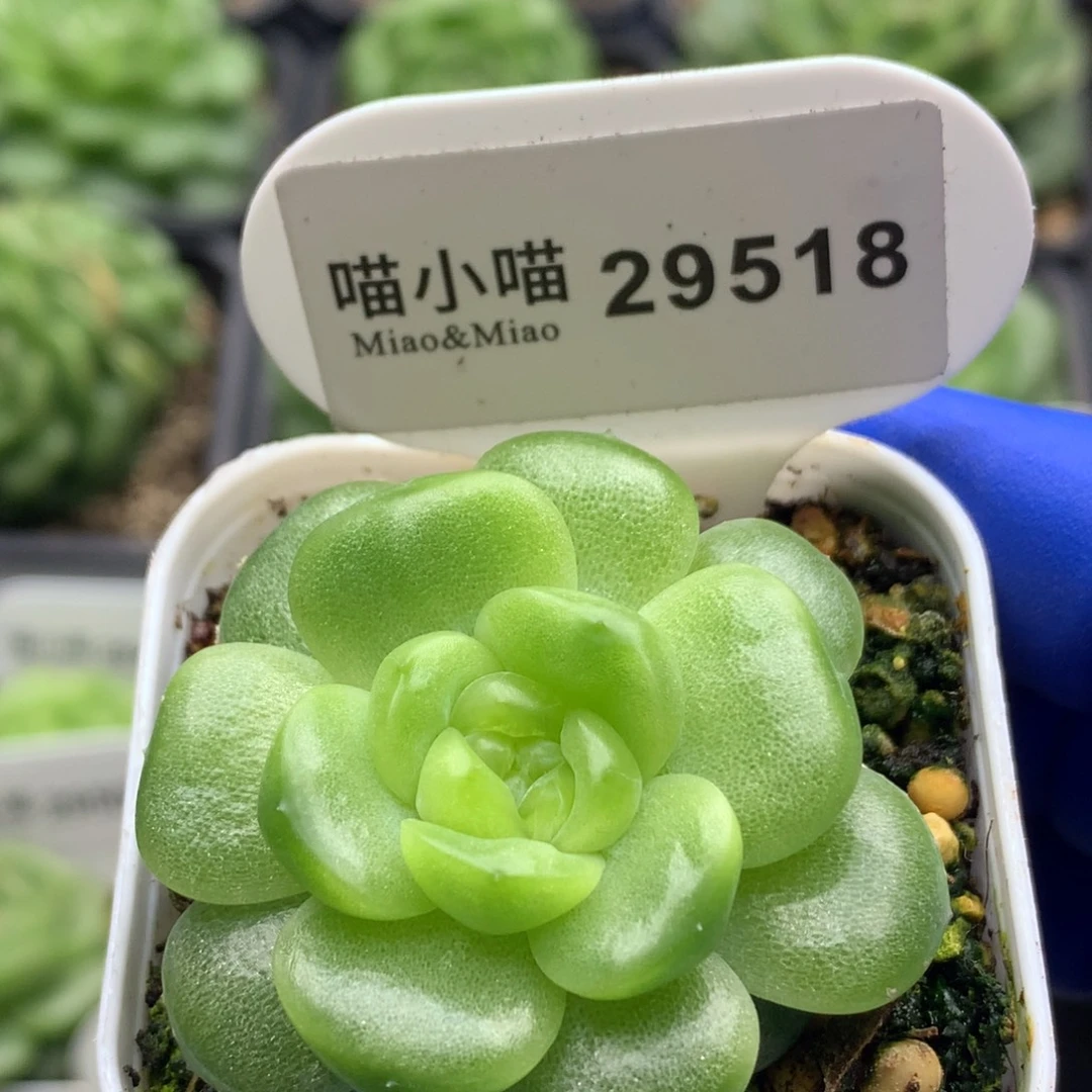 多肉植物杂交珍妮