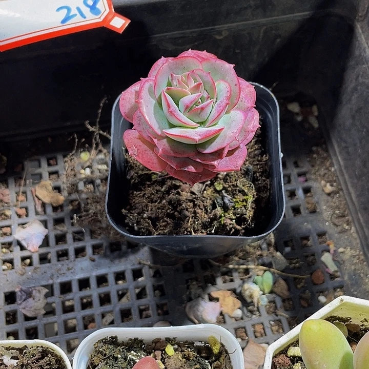 克罗地亚带盆土发货