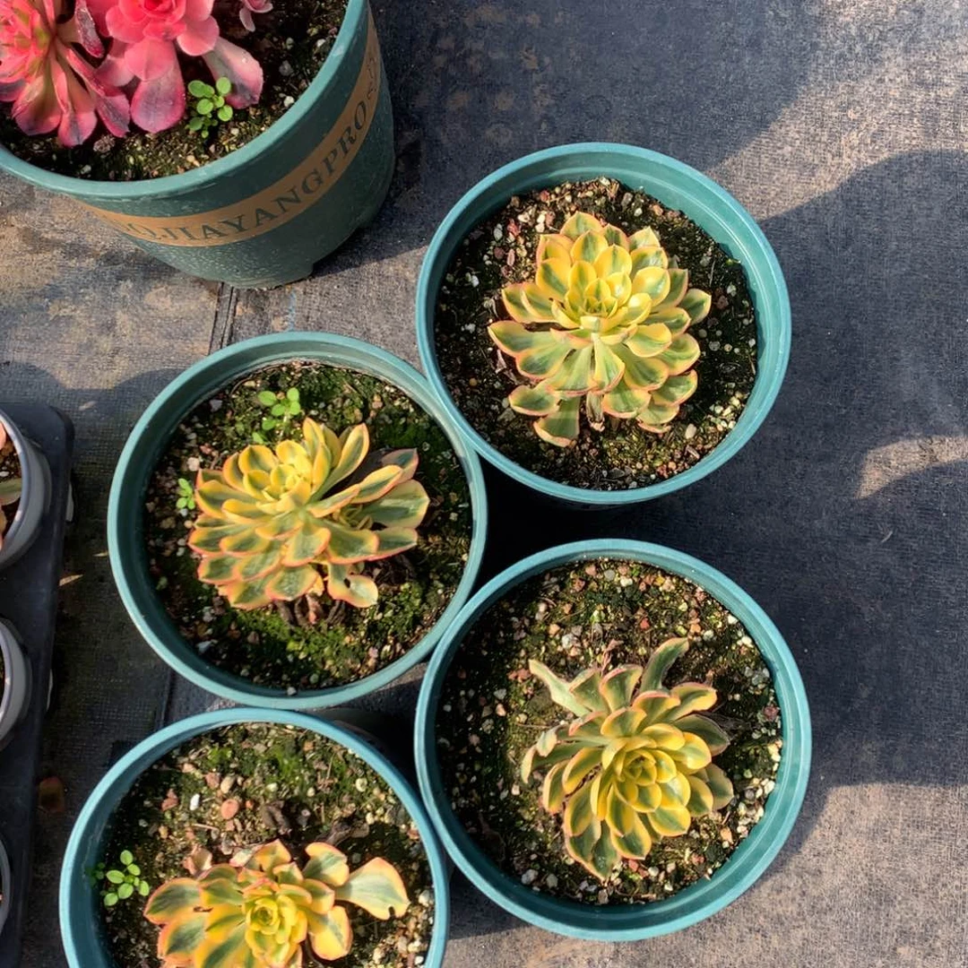 太阳神鼻屎苗9.9单头