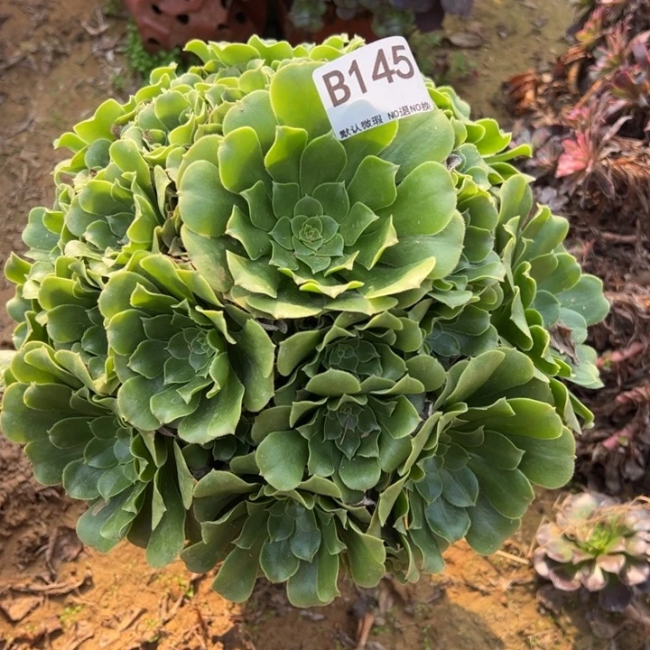 绿杨蓉多肉植物145.