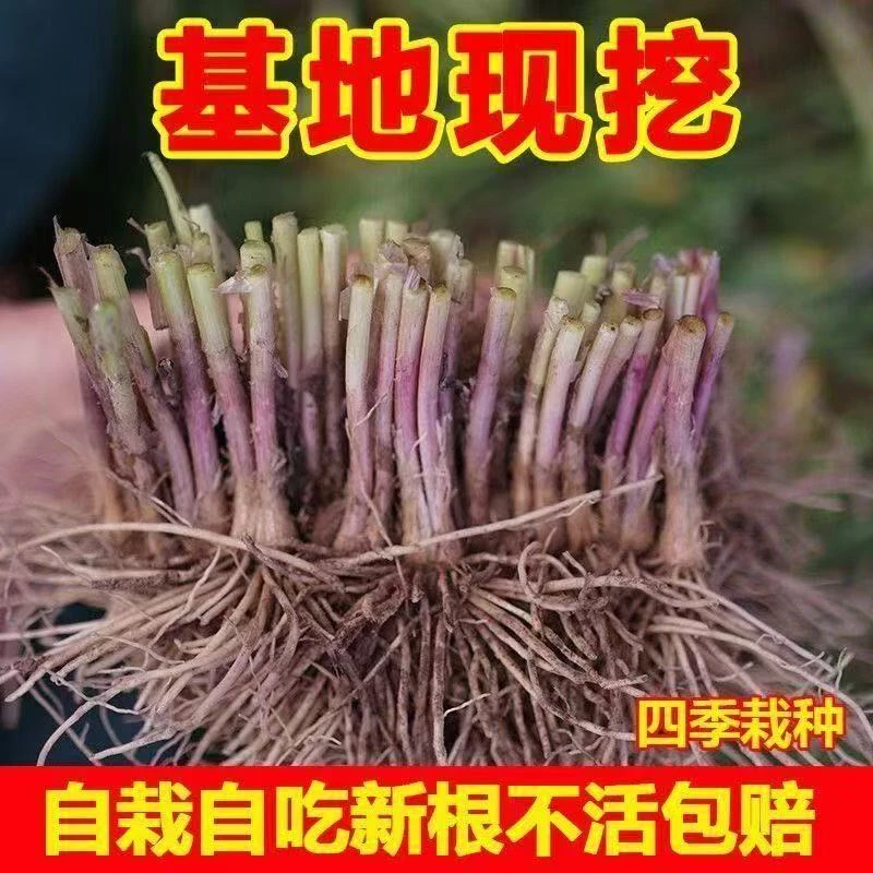 宽韭菜根紫红根宽叶蔬菜四季大全庭院盆栽各种农家菜籽种苗多年生