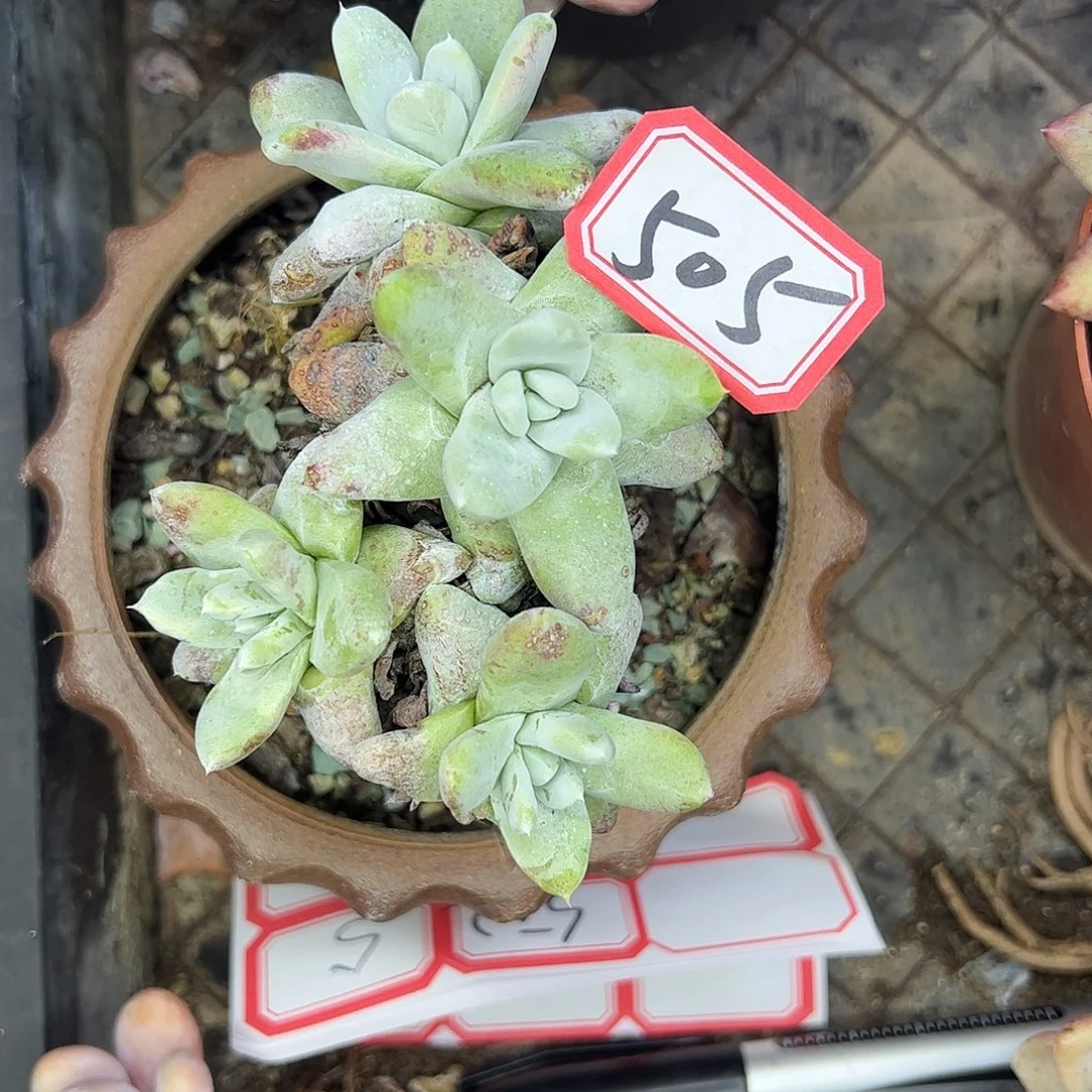 505拇指老桩，一物一拍