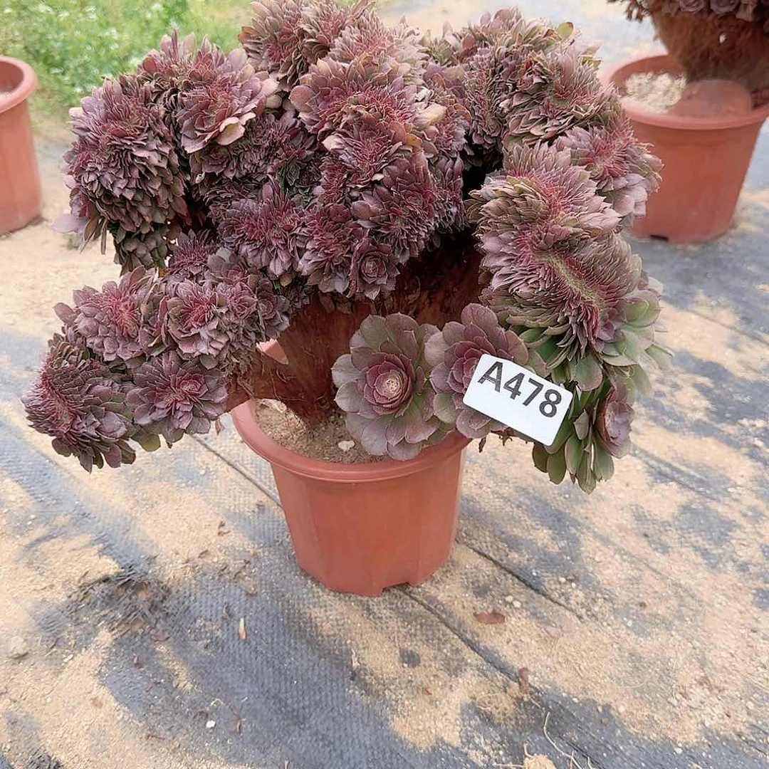 478万缀一颗呀呀