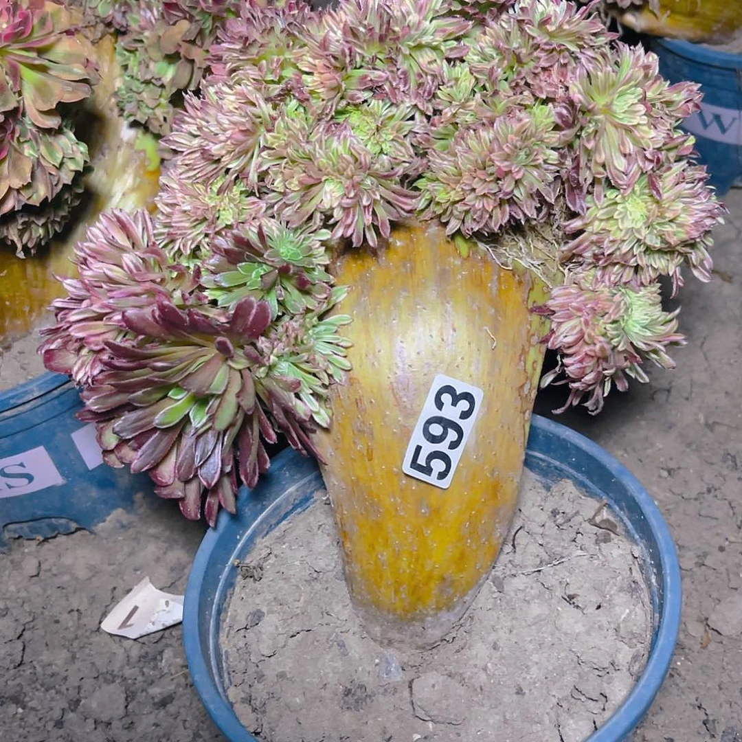 法师法师15-16包邮法师