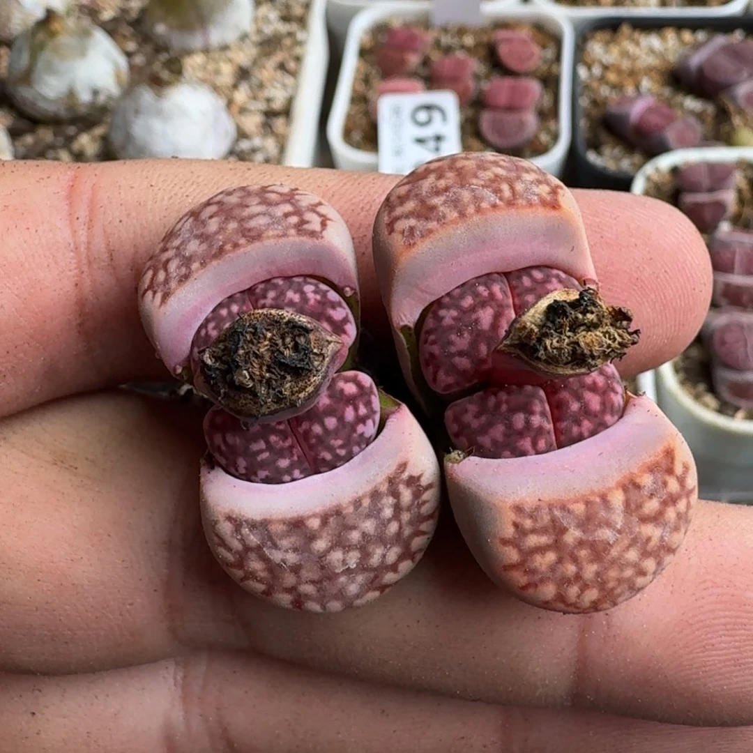 宝****?G861新品紫寿丽混合四年