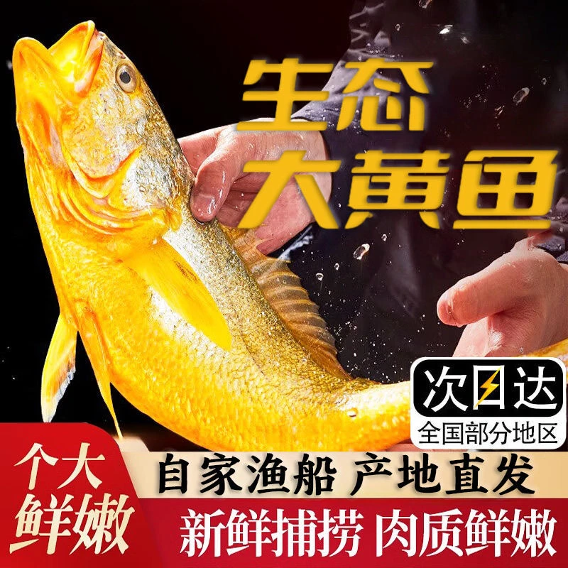 【超大号】新鲜现捕大黄鱼