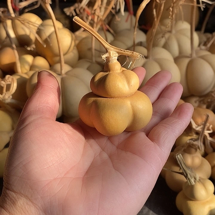 健**猫葫芦的颜色很好看啊