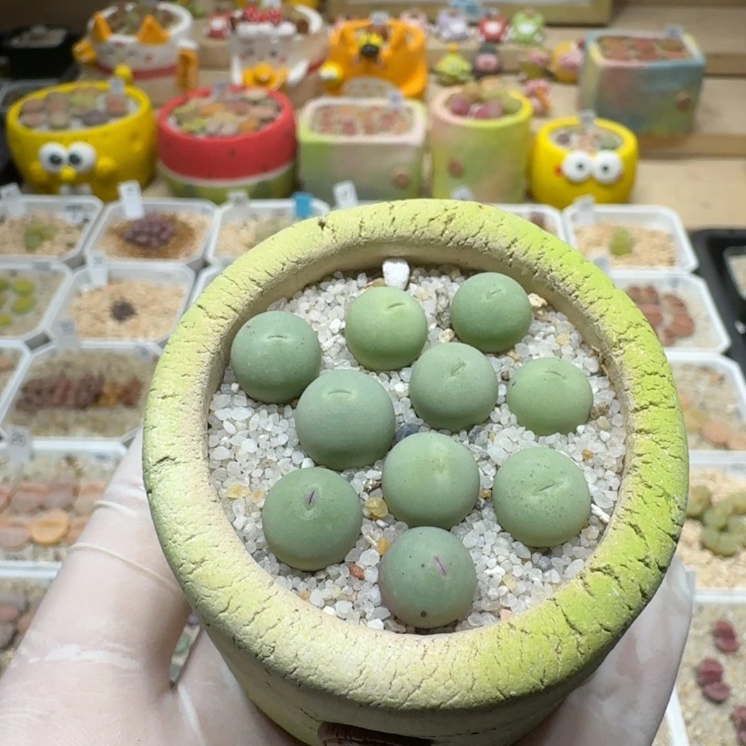 红陶小****员0203-38盆盆盆